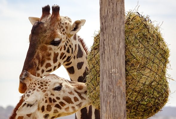 Jirafa Benito: así puedes reconocerla durante tu visita a Africam Safari